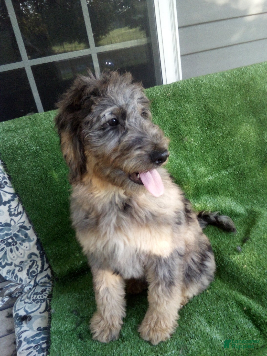 Goldendoodle dogs Gloria F1B - Ad 2