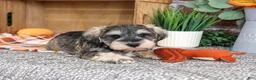 Miniature Schnauzer dogs for sale: Roosevelt - Ad 5