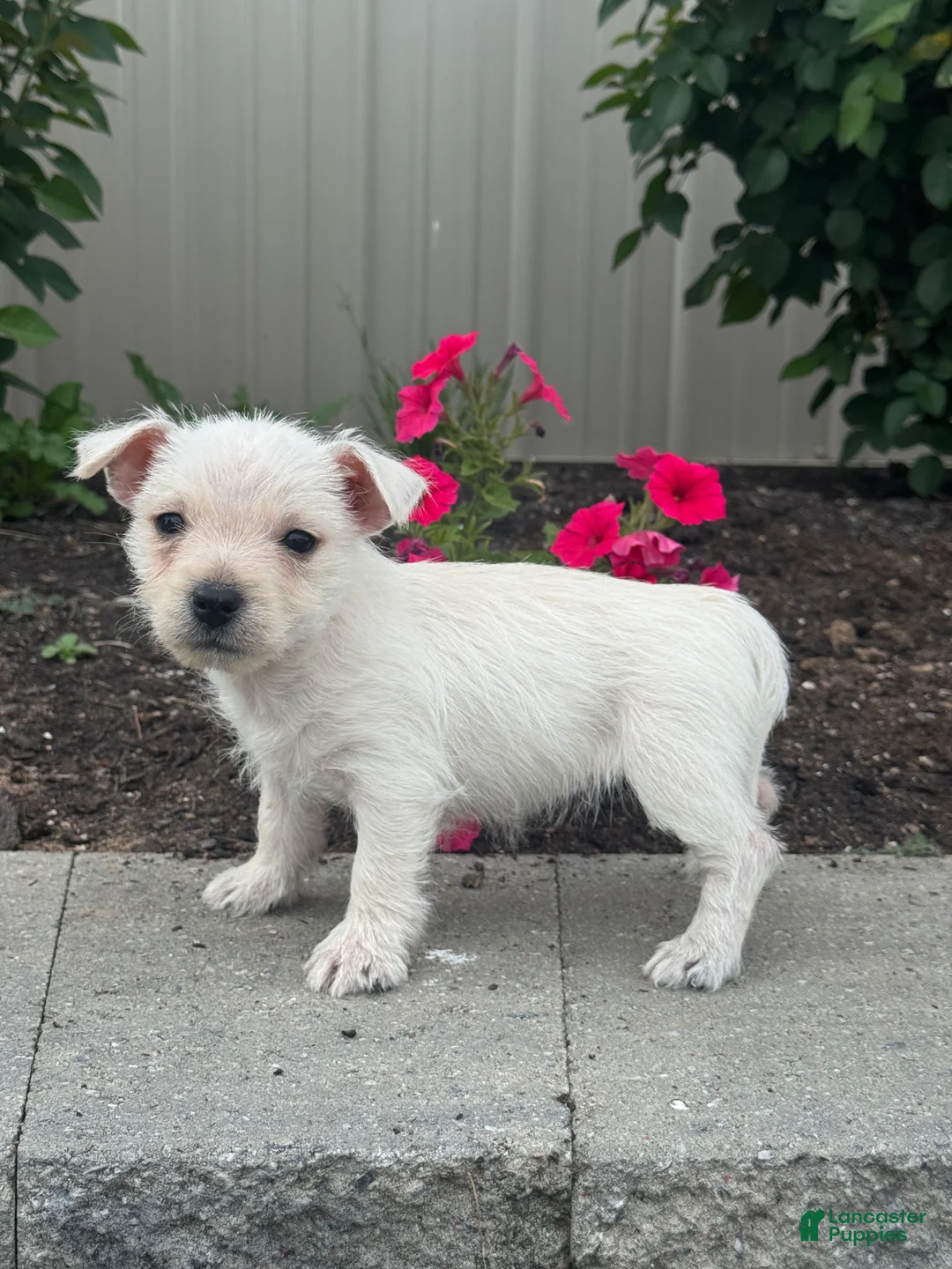 West Highland Terrier dogs for sale: Wendy - Ad 5