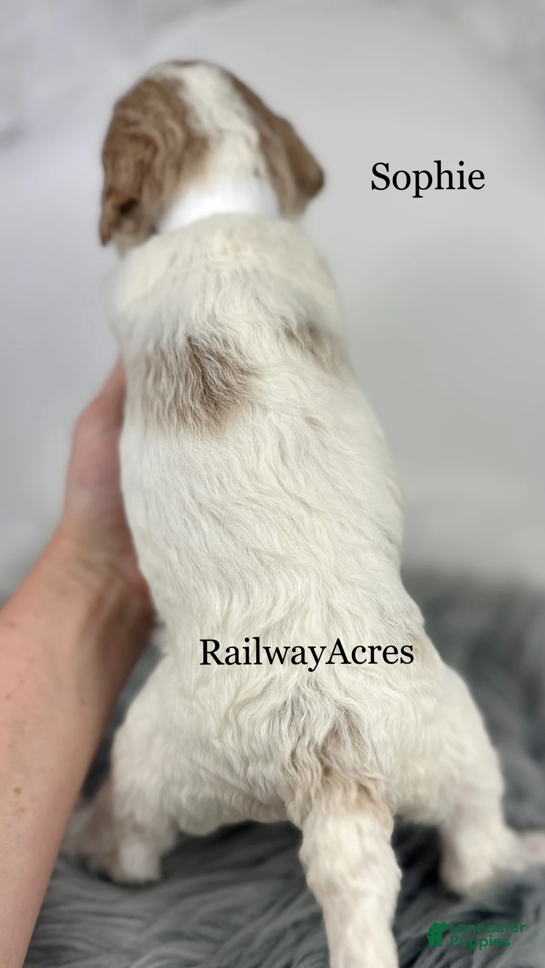 Mixed Breed dogs for sale: Sophie - Ad 2