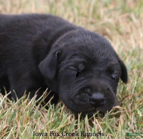 Great Dane dogs Sadie - Ad 27
