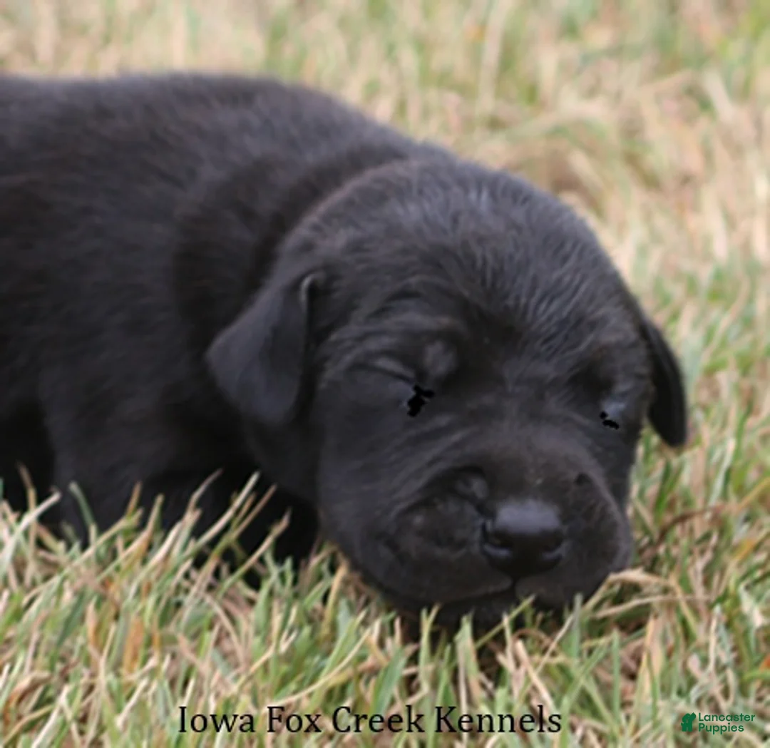 Great Dane dogs for sale: Sadie - Ad 1
