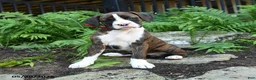 Boxer dogs for sale: Delta - Ad 3