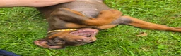 Doberman Pinscher dogs for sale: Athena - Ad 3