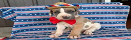 Great Dane dogs for sale: Parker Great Dane  - Ad 4