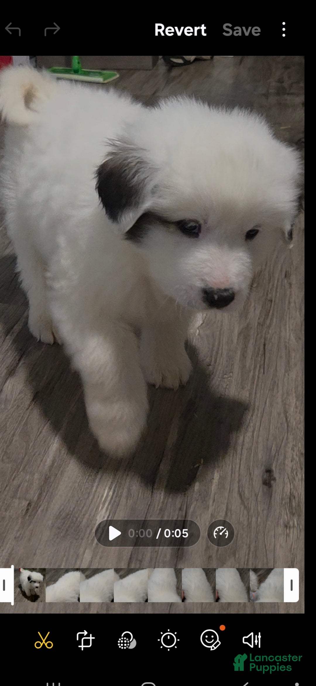 Great Pyrenees dogs for sale: Rita - Ad 2