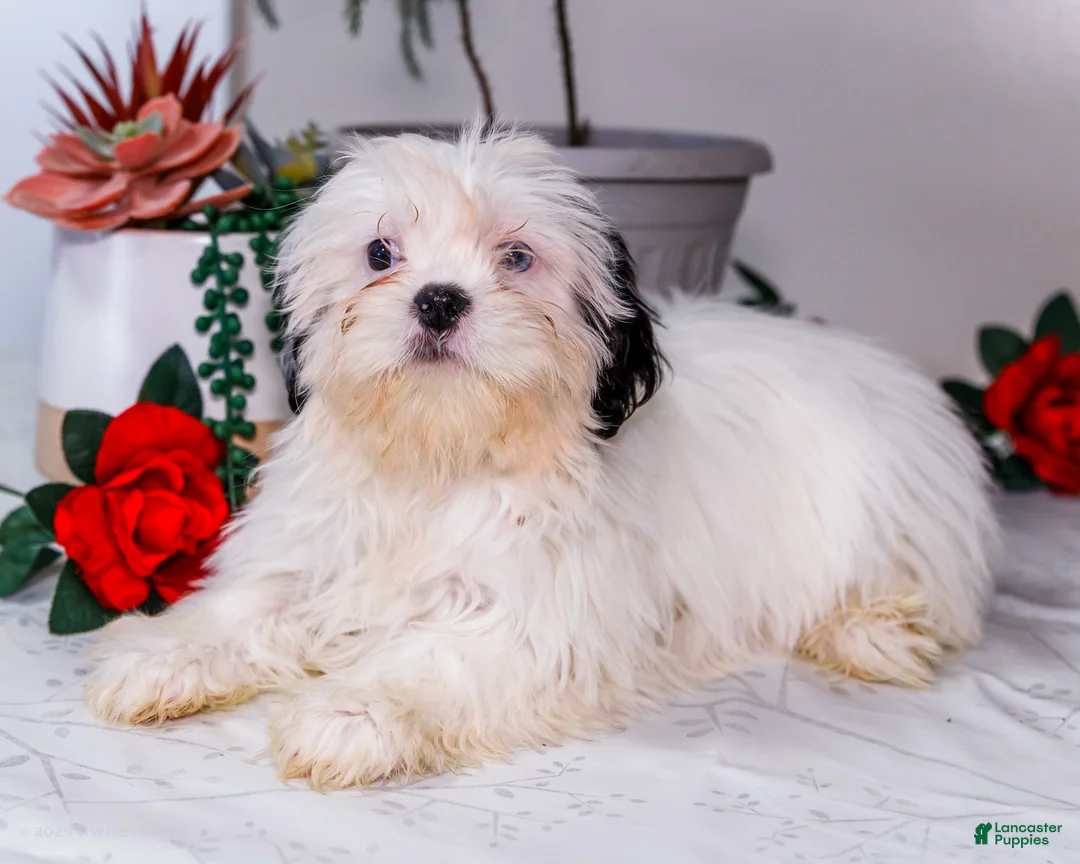 Shih Tzu dogs for sale: Lanetta - Ad 8