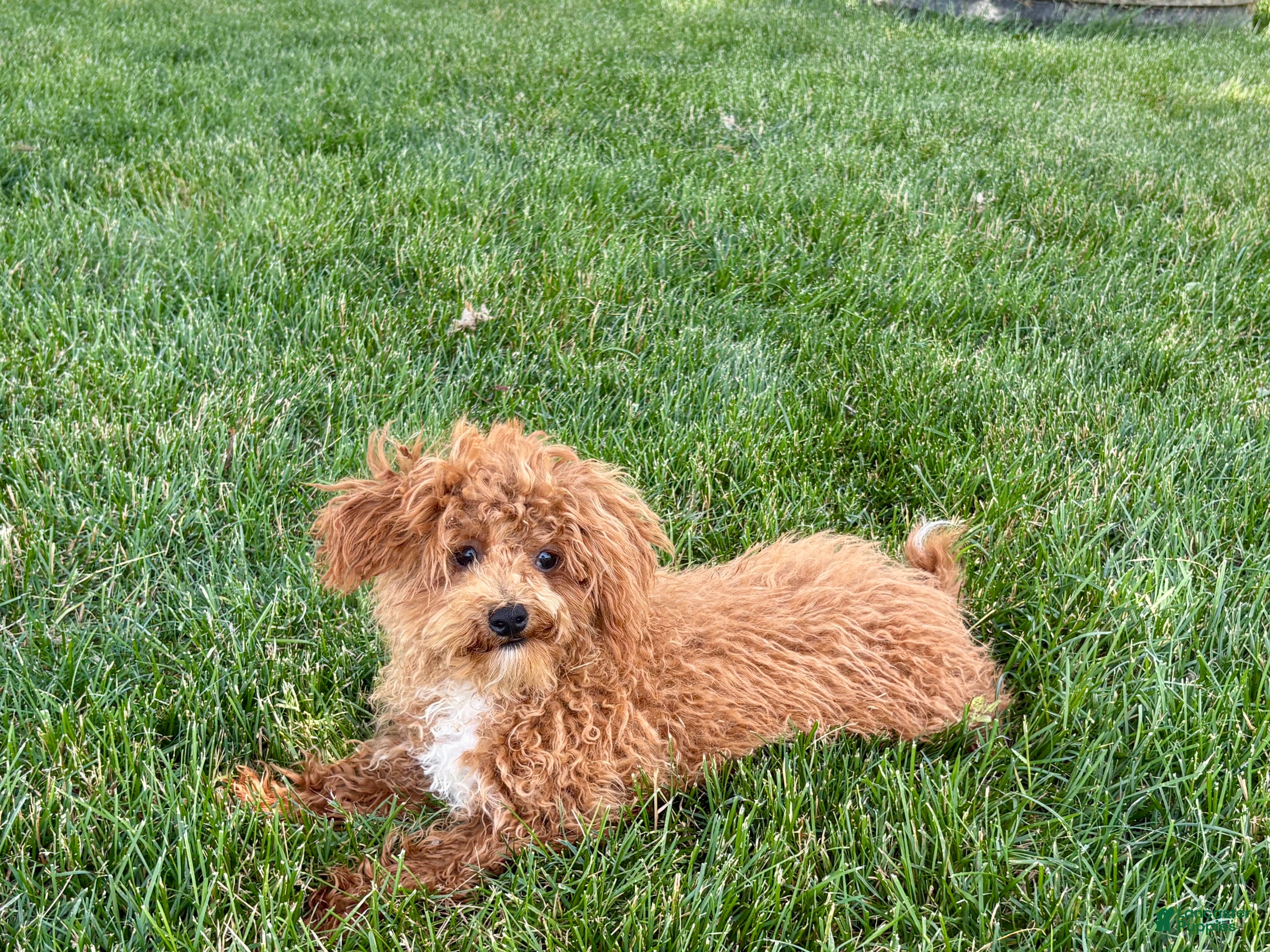 Havapoo dogs Jerry Tiny - Ad 1