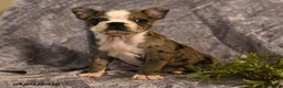 Boston Terrier dogs for sale: Fido - Ad 4