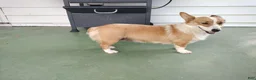 Welsh Corgi Pembroke dogs for sale: Marshall  - Ad 4
