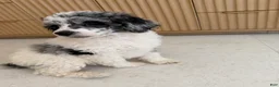 Miniature Poodle dogs for sale: Goose  - Ad 4