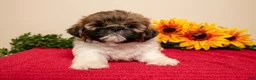 Shih Tzu dogs for sale: Timmy - Ad 3