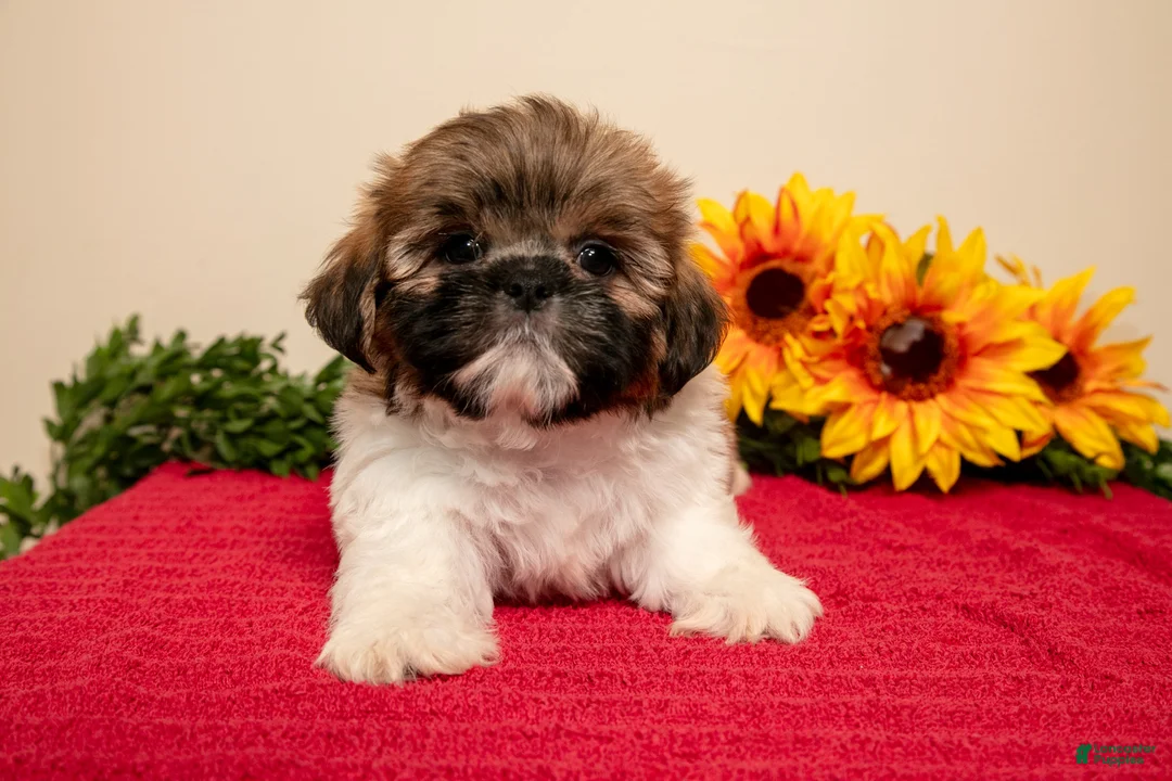 Shih Tzu dogs for sale: Timmy - Ad 3