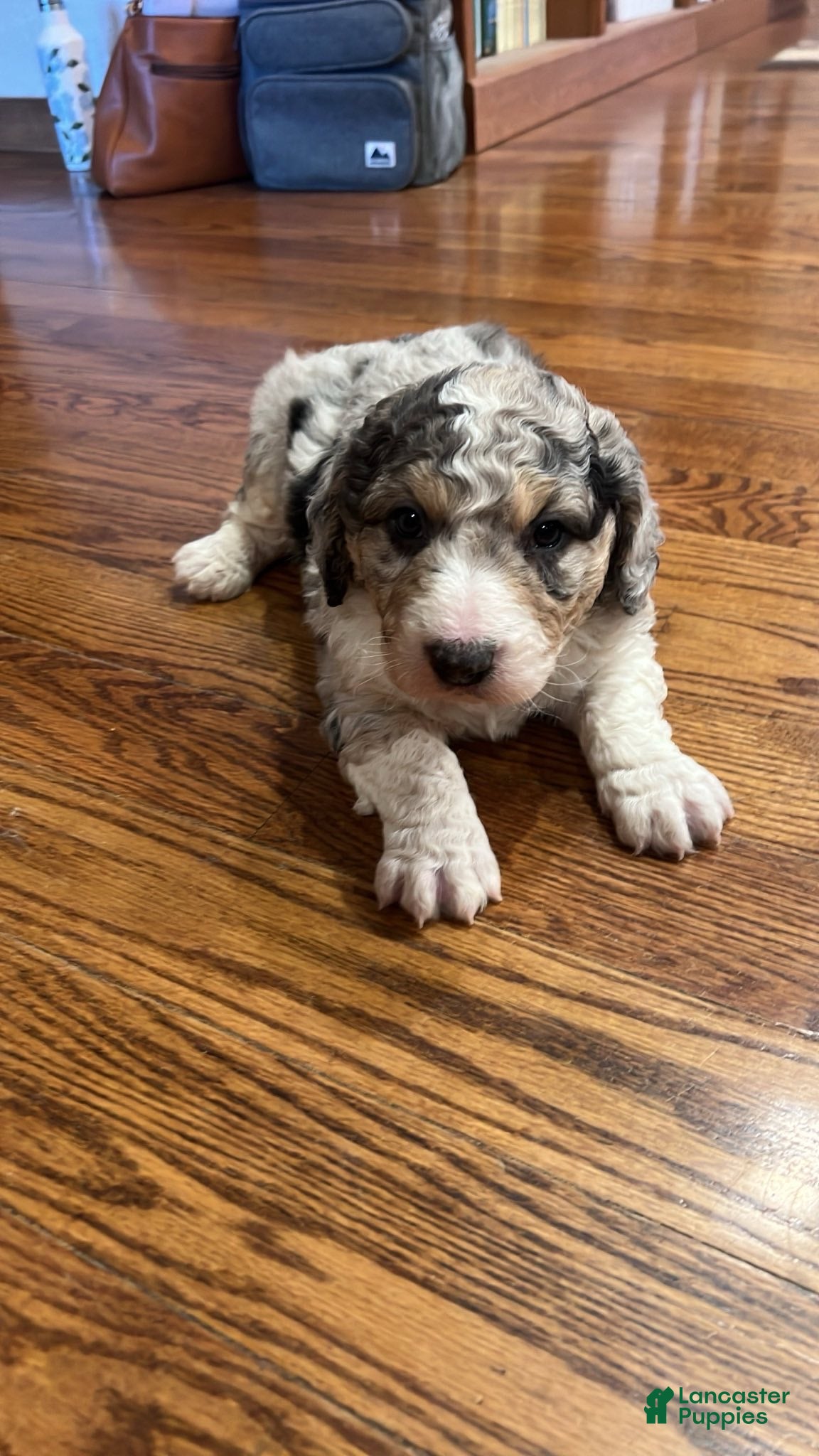 Aussiedoodle dogs Cooper -mini - Ad 21