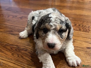 Aussiedoodle dogs Cooper -mini - Ad 4