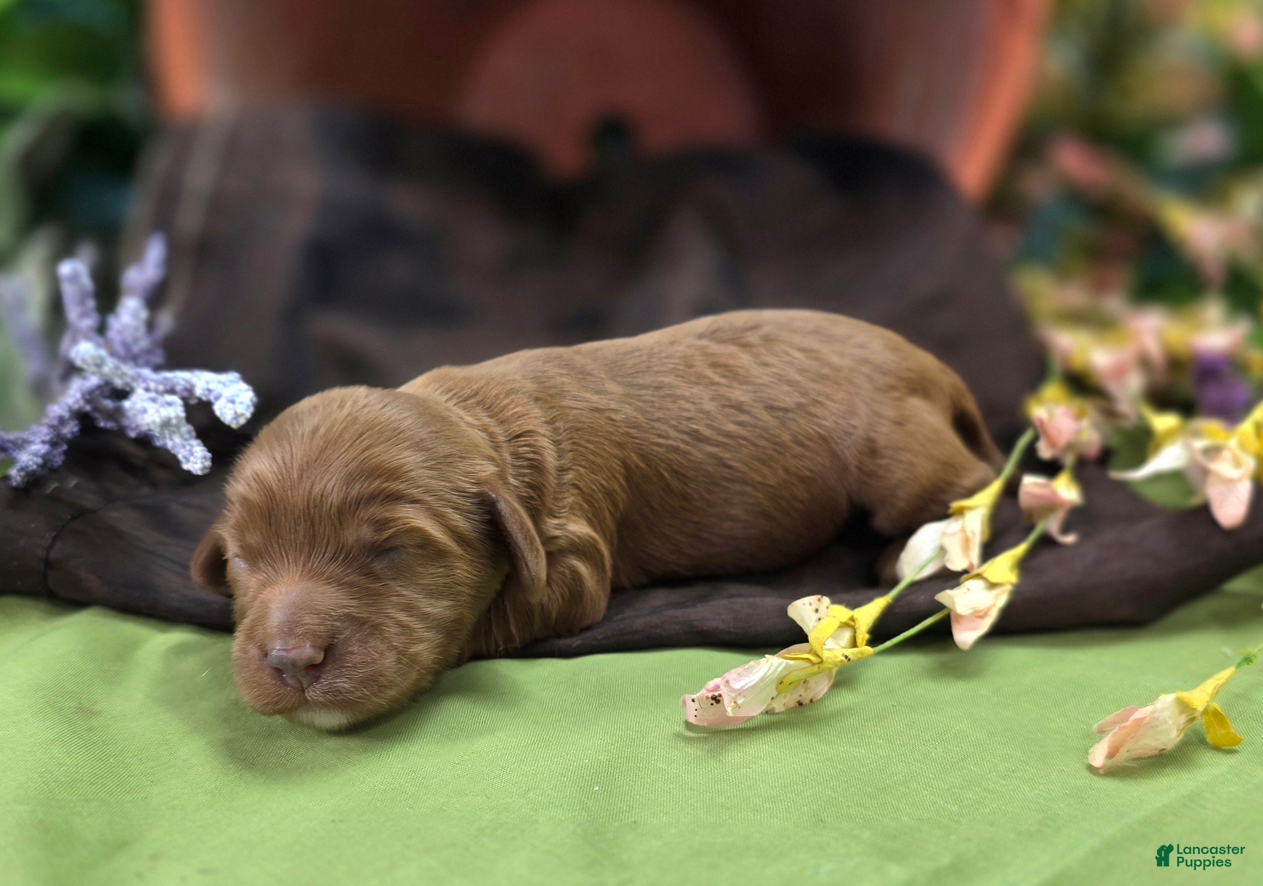 Cockapoo dogs Poppy - Ad 8