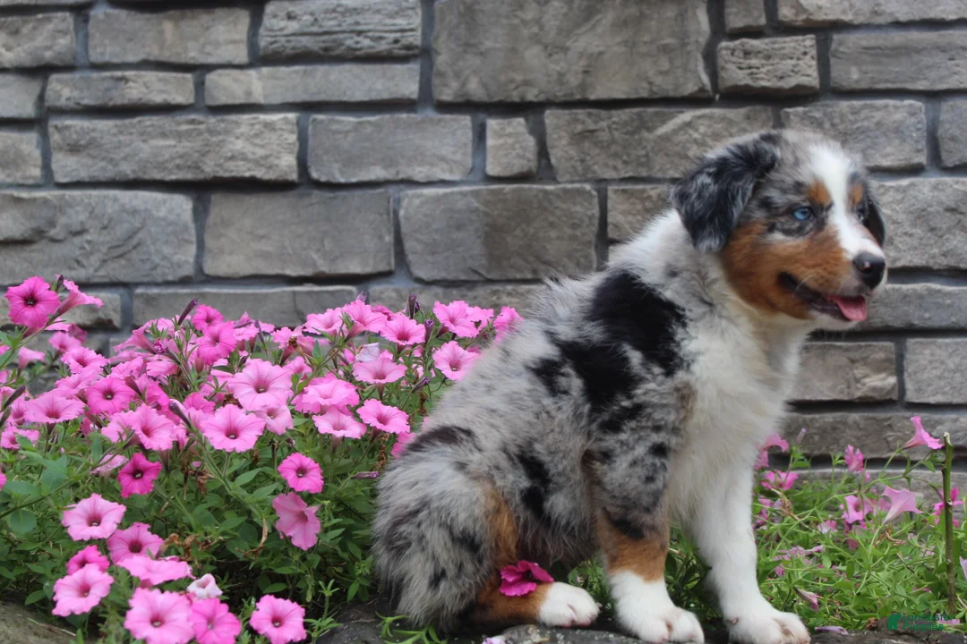 Australian Shepherd dogs for sale: Parker - Ad 2