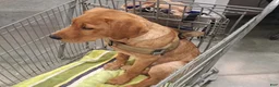 Labrador Retriever dogs for sale: Labrador Retriever 1 - Ad 4