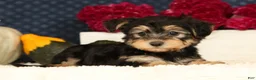 Yochon dogs for sale: Thomas - Ad 3