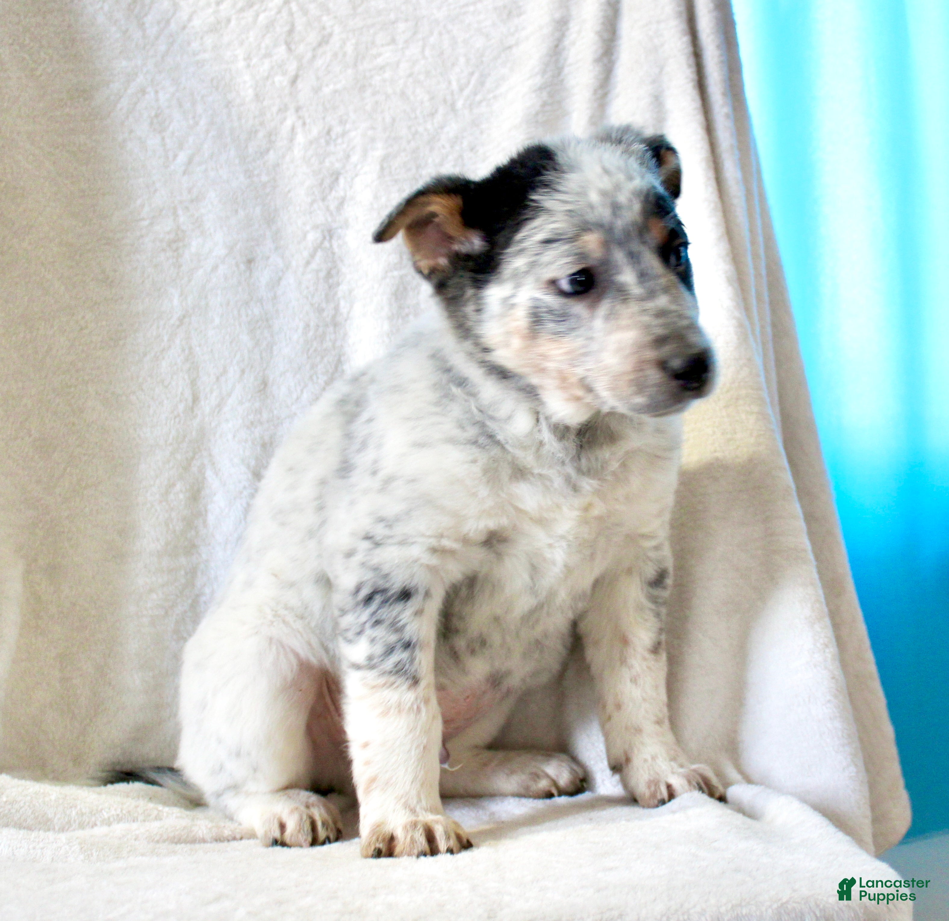 Australian Cattle Dog dogs Ranger - Ad 1
