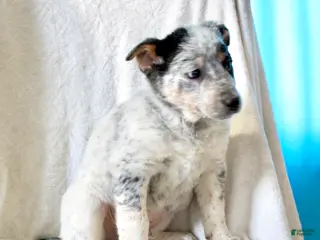 Australian Cattle Dog dogs Rex - Ad 13