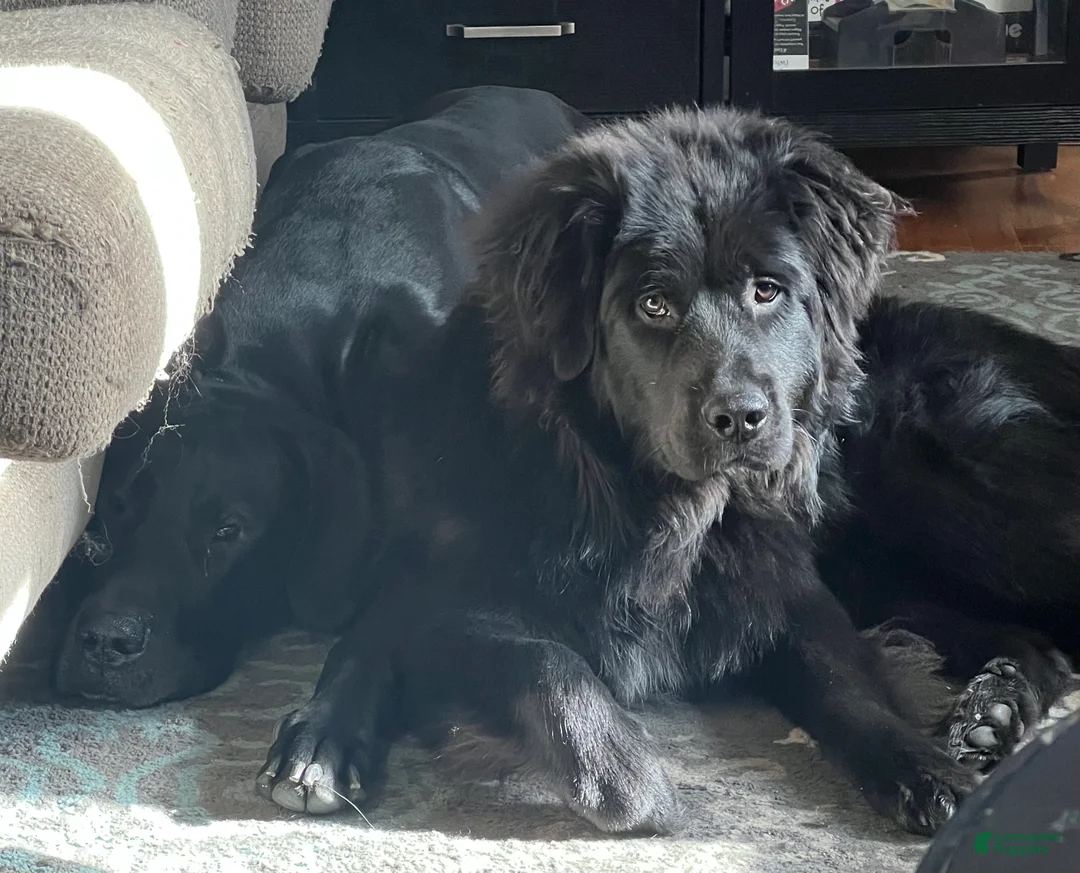 Newfoundland dogs for stud: Grizzly  - Ad 2
