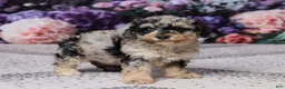 Miniature Poodle dogs for sale: Kibby - Ad 4