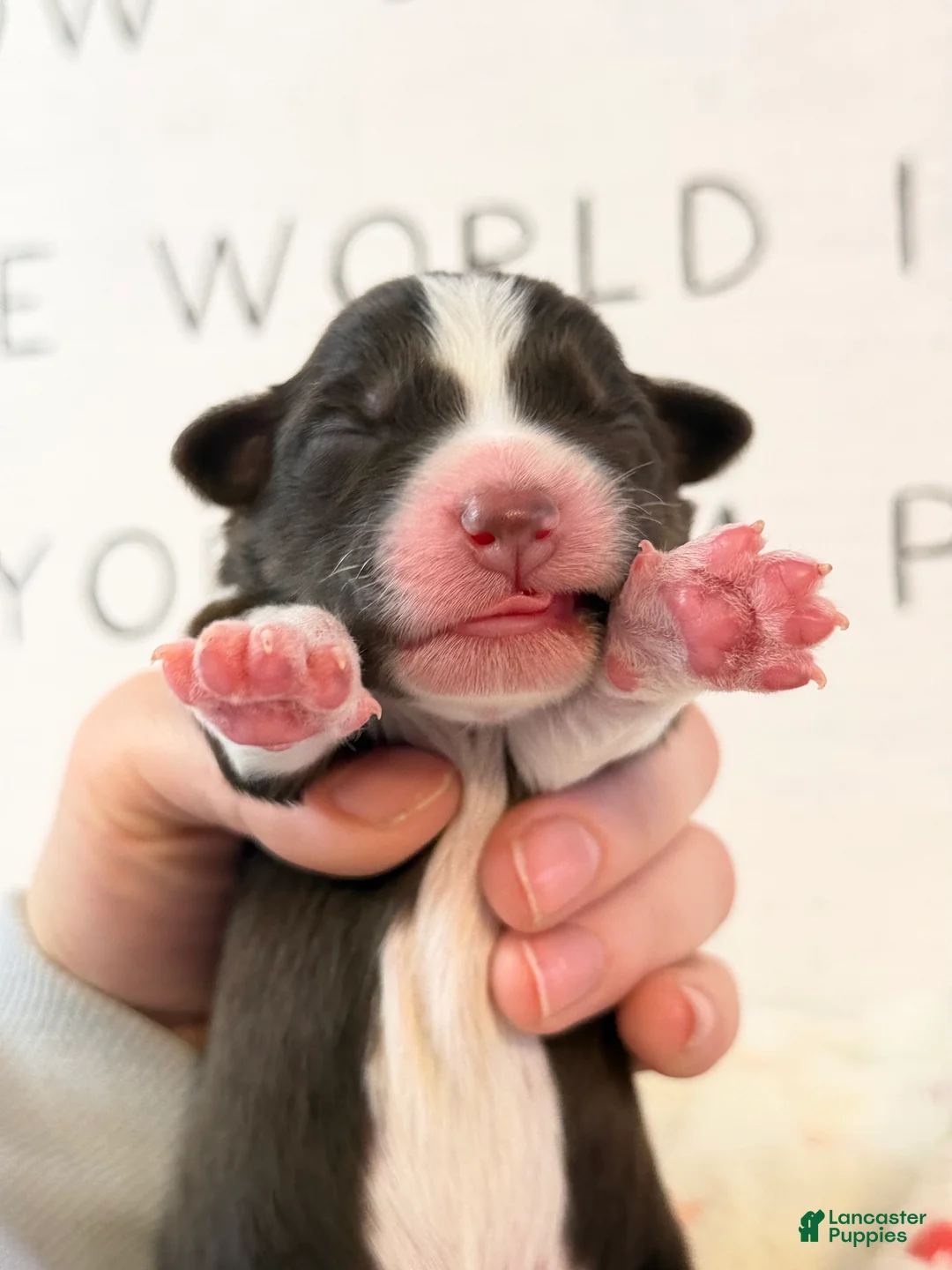 Australian Shepherd dogs for sale: Australian Shepherd Puppy 2 - Ad 2