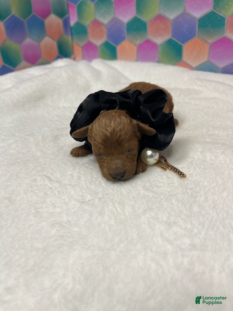 Toy Poodle dogs Eli - Ad 36