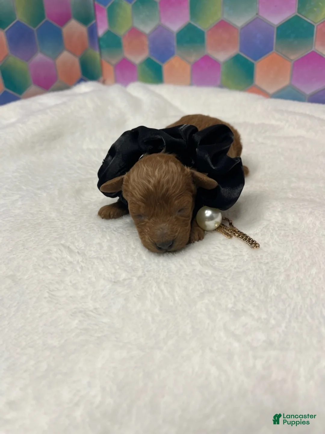 Toy Poodle dogs for sale: Eli - Ad 1