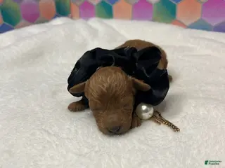 Toy Poodle dogs Eli - Ad 36