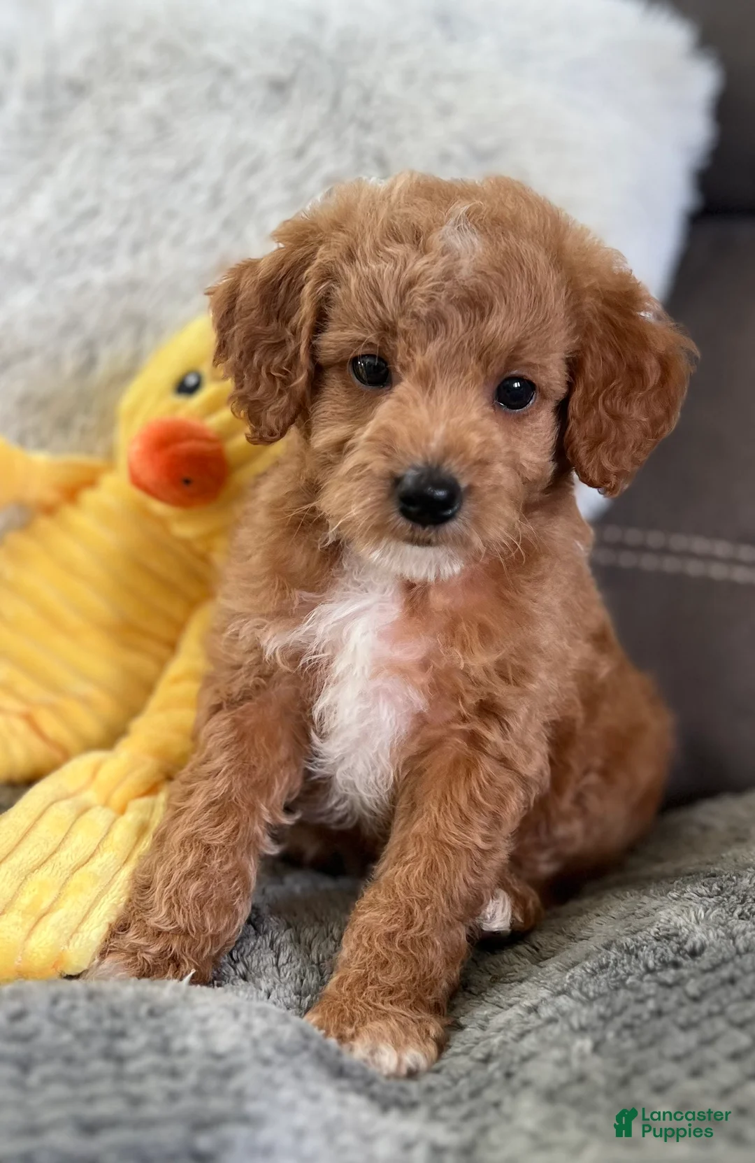 Mini Goldendoodle dogs for sale: Ozzy (Micro Mini) - Ad 1