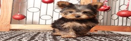 Yorkshire Terrier dogs for sale: Larry - Ad 3