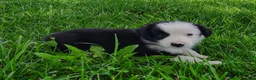 Border Collie dogs for sale: Skipper  - Ad 4