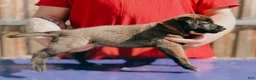 Belgian Malinois dogs for sale: AKC Belgian Malinois - Brown Collar - Ad 5