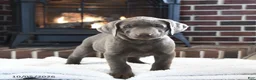 Labrador Retriever dogs for sale: Maverick - Ad 2