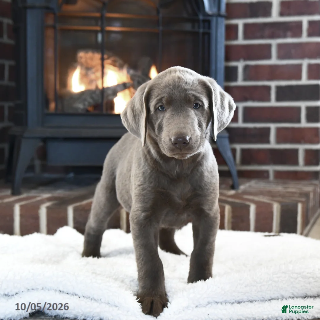 Labrador Retriever dogs for sale: Maverick - Ad 2