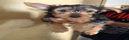 Yorkshire Terrier dogs for sale: Mario - Ad 3