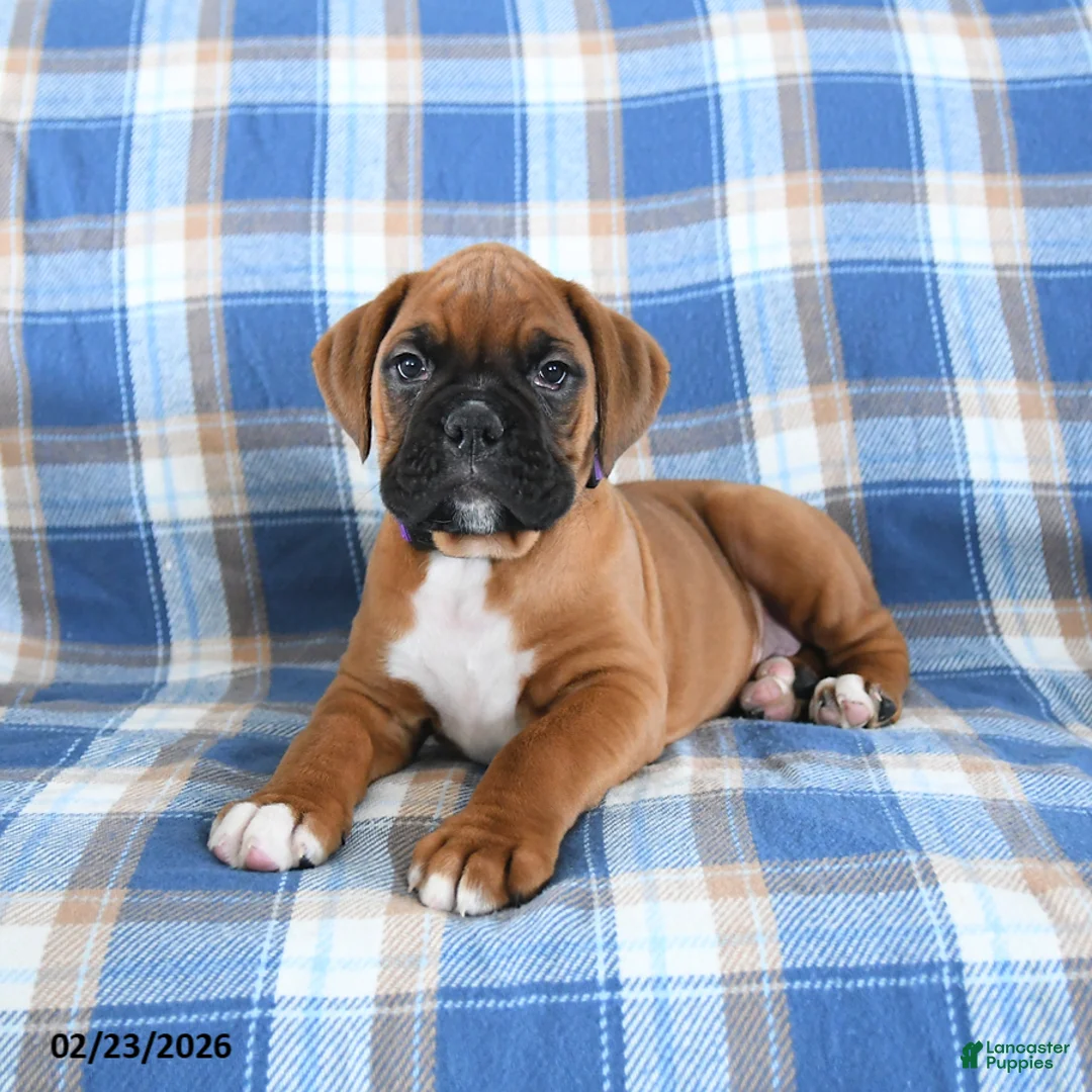 Boxer dogs for sale: Chief - Ad 3
