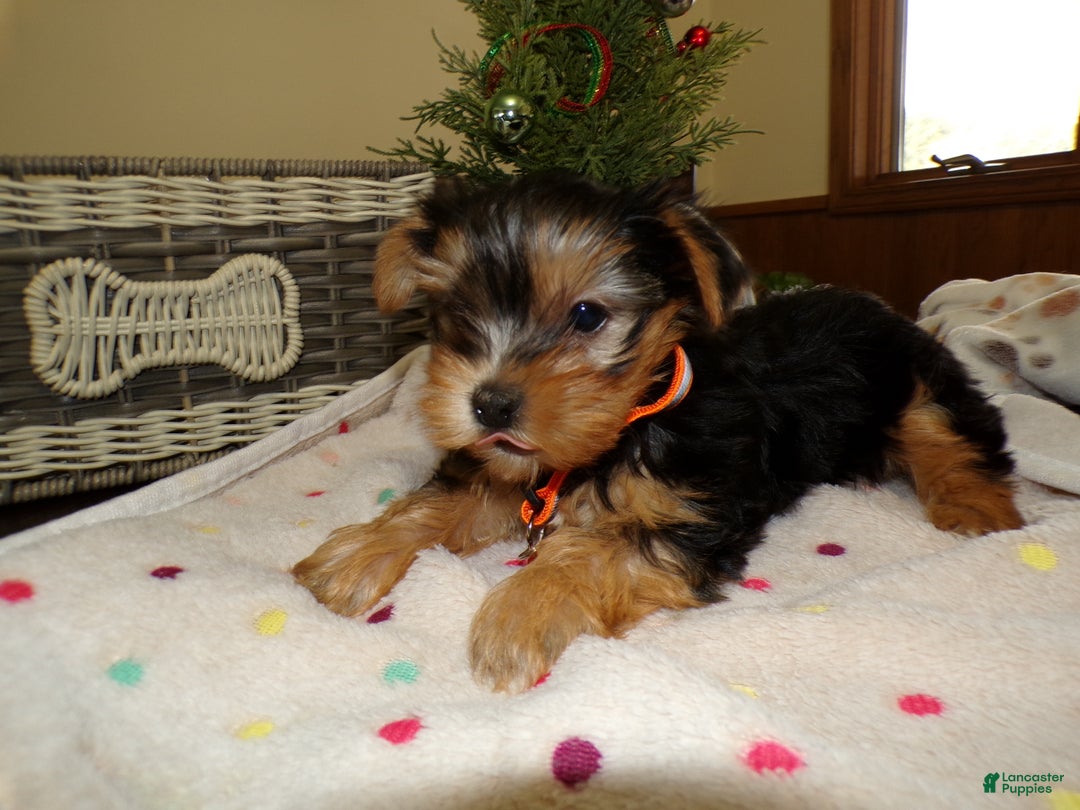 Yorkshire Terrier dogs for sale: Yorkshire Terrier Puppy 1 Toto - Ad 3