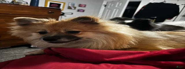 Talulah