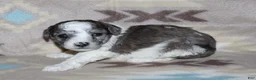 Miniature Poodle dogs for sale: Reserved Harlee’s black merle parti female - Ad 15