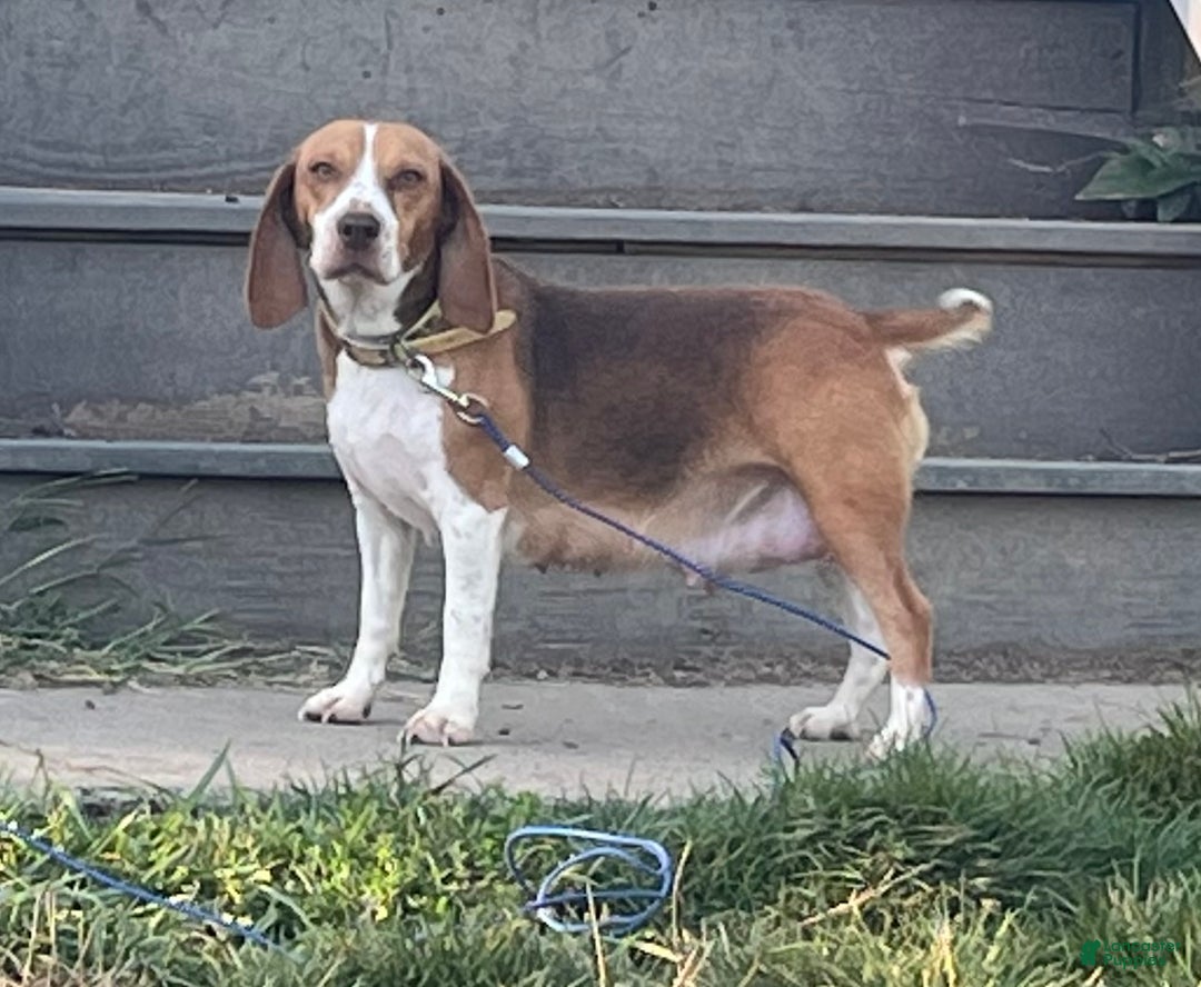 Beagle dogs for sale: Beagle Puppy 2 - Ad 9