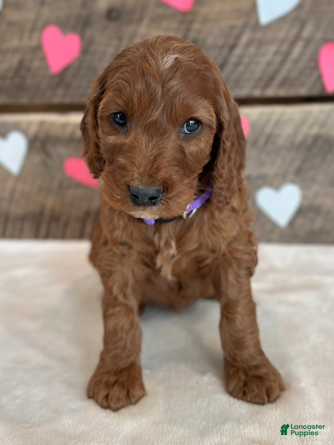 Irish Doodle dogs for sale: Lily - Ad 8