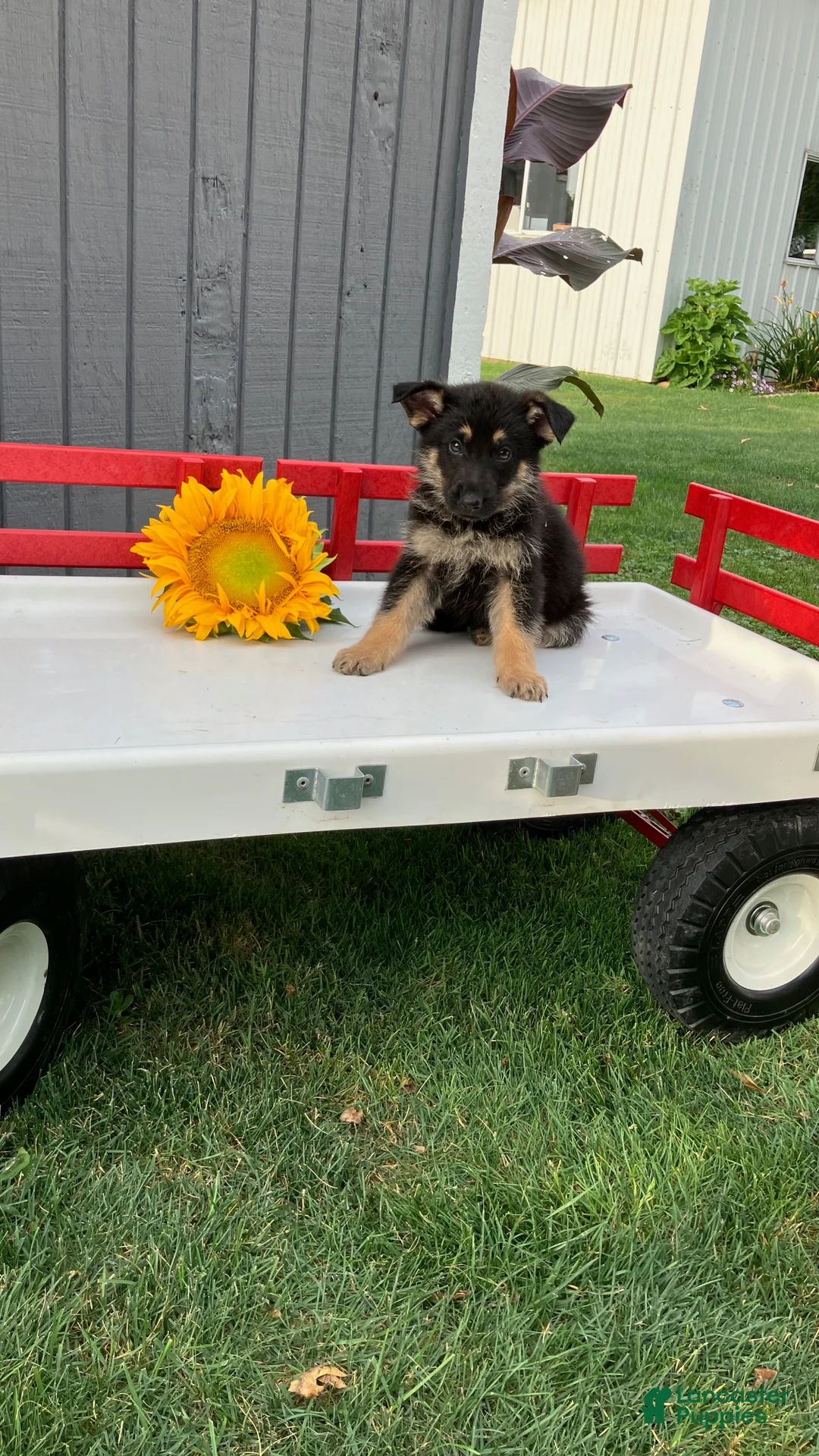 German Shepherd dogs for sale: Reese - Ad 2