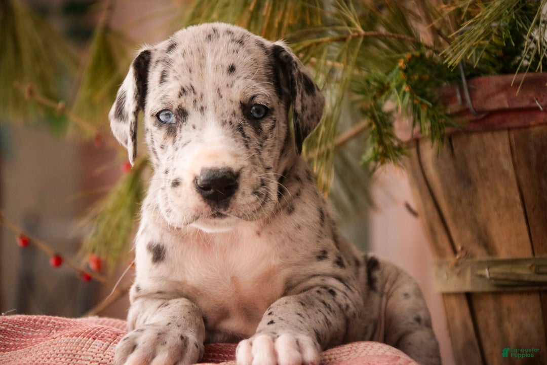 Great Dane dogs for sale: Thomas - Ad 5