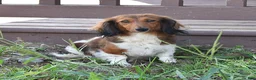 Chiweenie dogs for sale: Tom  - Ad 4