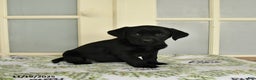 Labrador Retriever dogs for sale: Tess - Ad 2