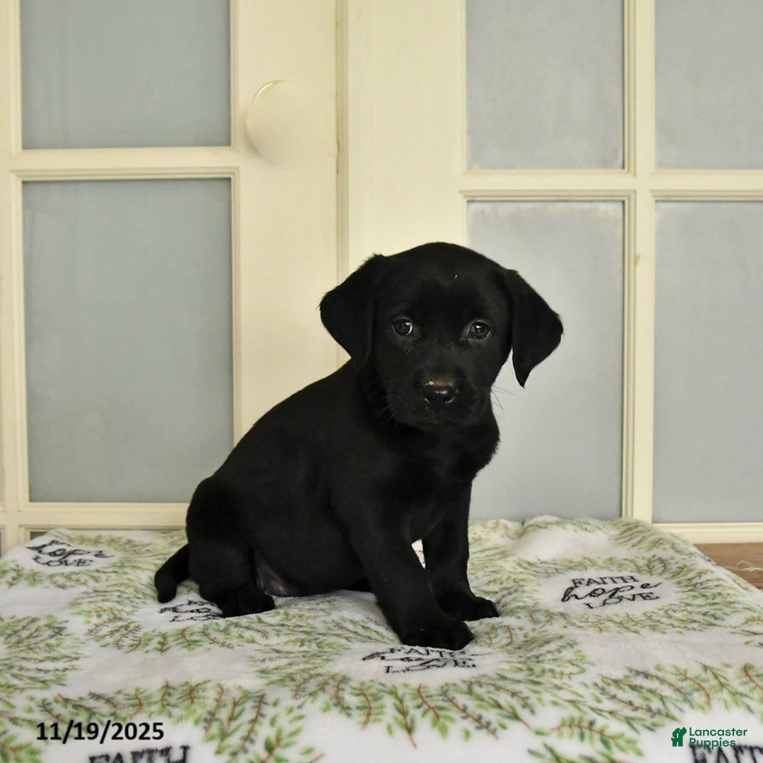 Labrador Retriever dogs for sale: Tess - Ad 2