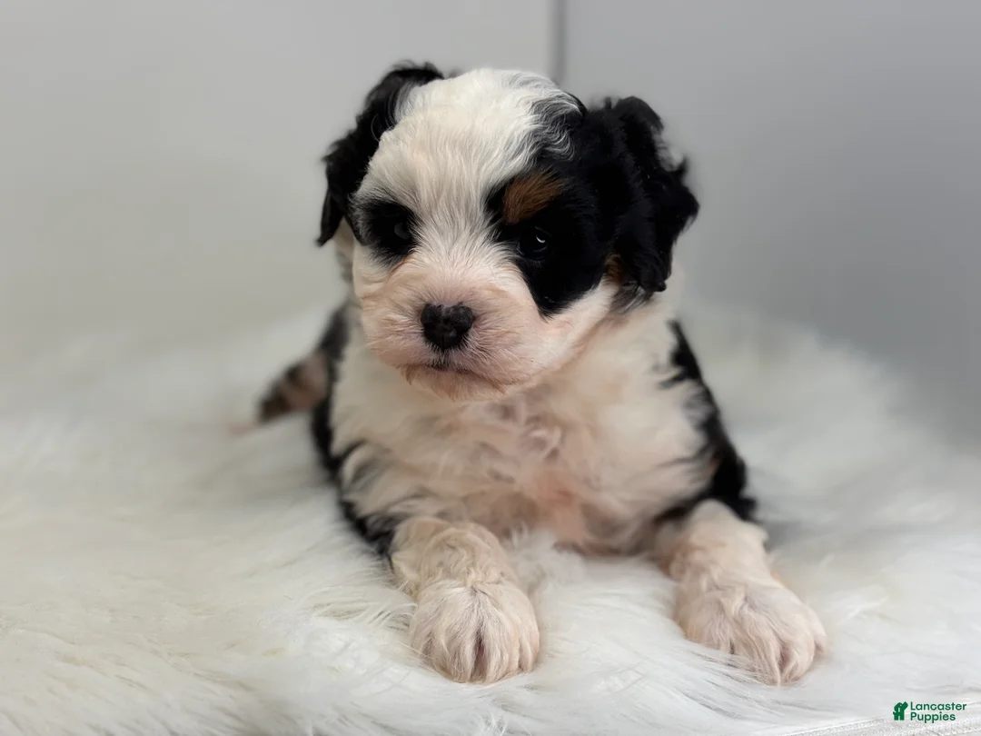 Mini Bernedoodle dogs for sale: Lacy - Ad 1